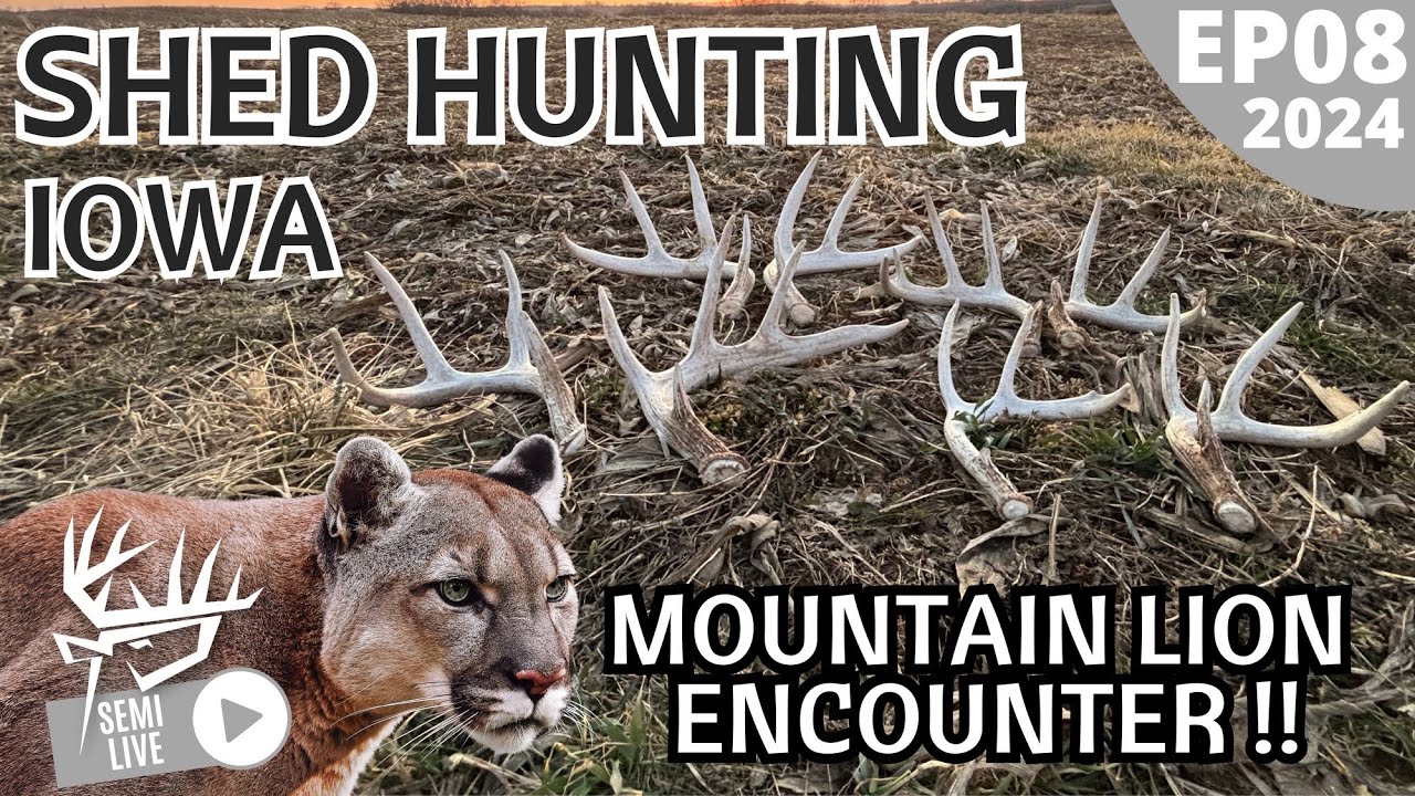 MOUNTAIN LION ENCOUNTER | Shed Hunting Iowa