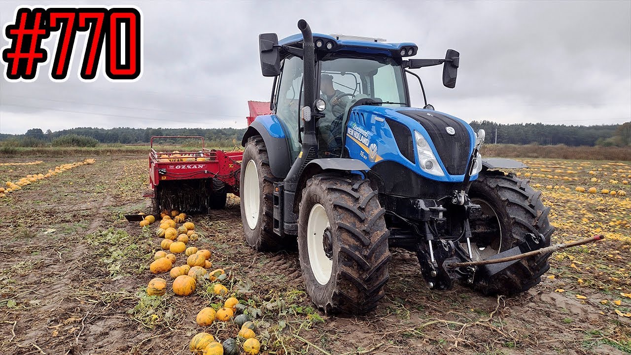 Zbiór pestki dyni New Holland T6.160 z kombajnem Ozkan #770