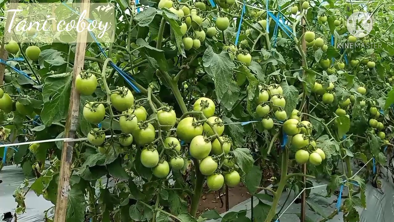 Pupuk pencegar kerontokan dan menjadikan buah tomat gustavi lebih besar