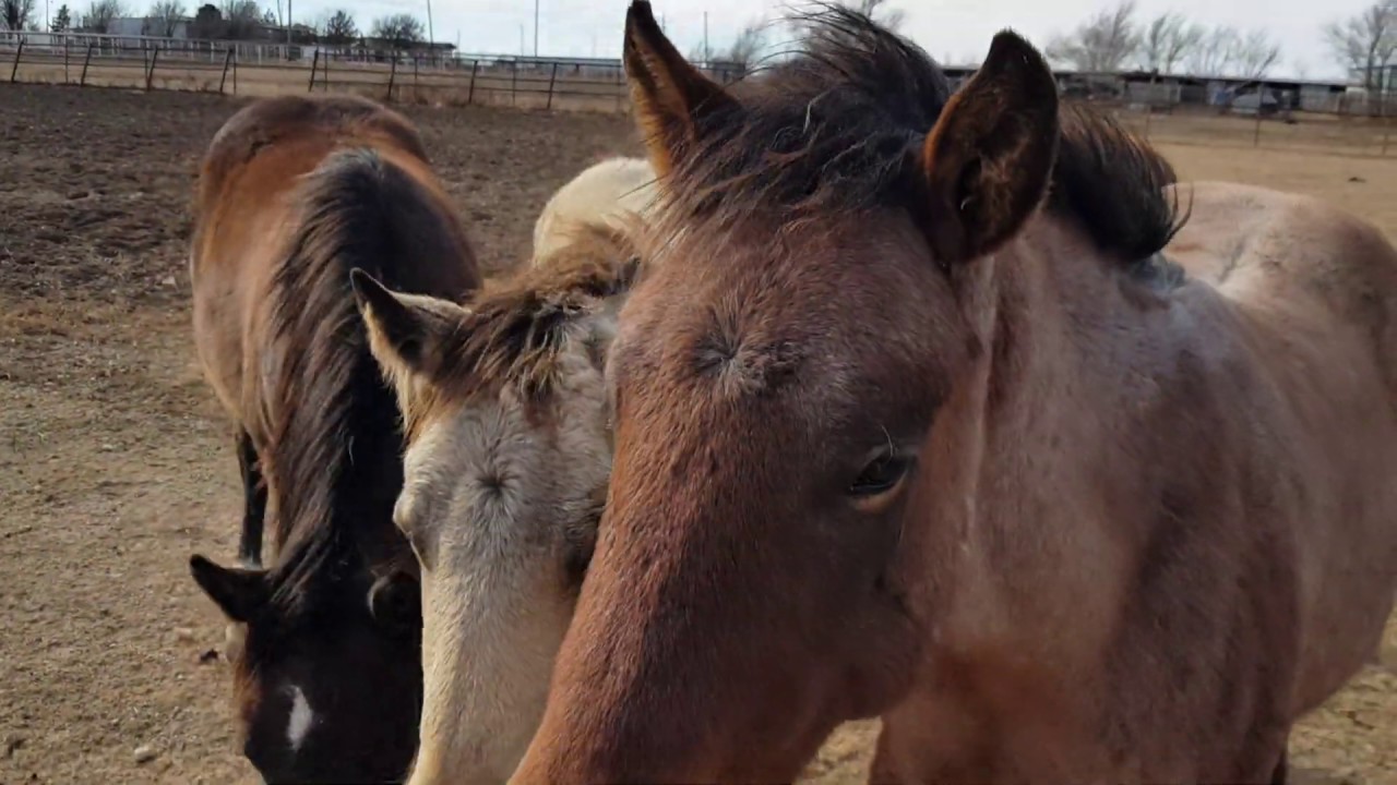 Visita  a Shoenail Ranch - Pampa Texas - Criadero de Caballos Cuarto de Milla