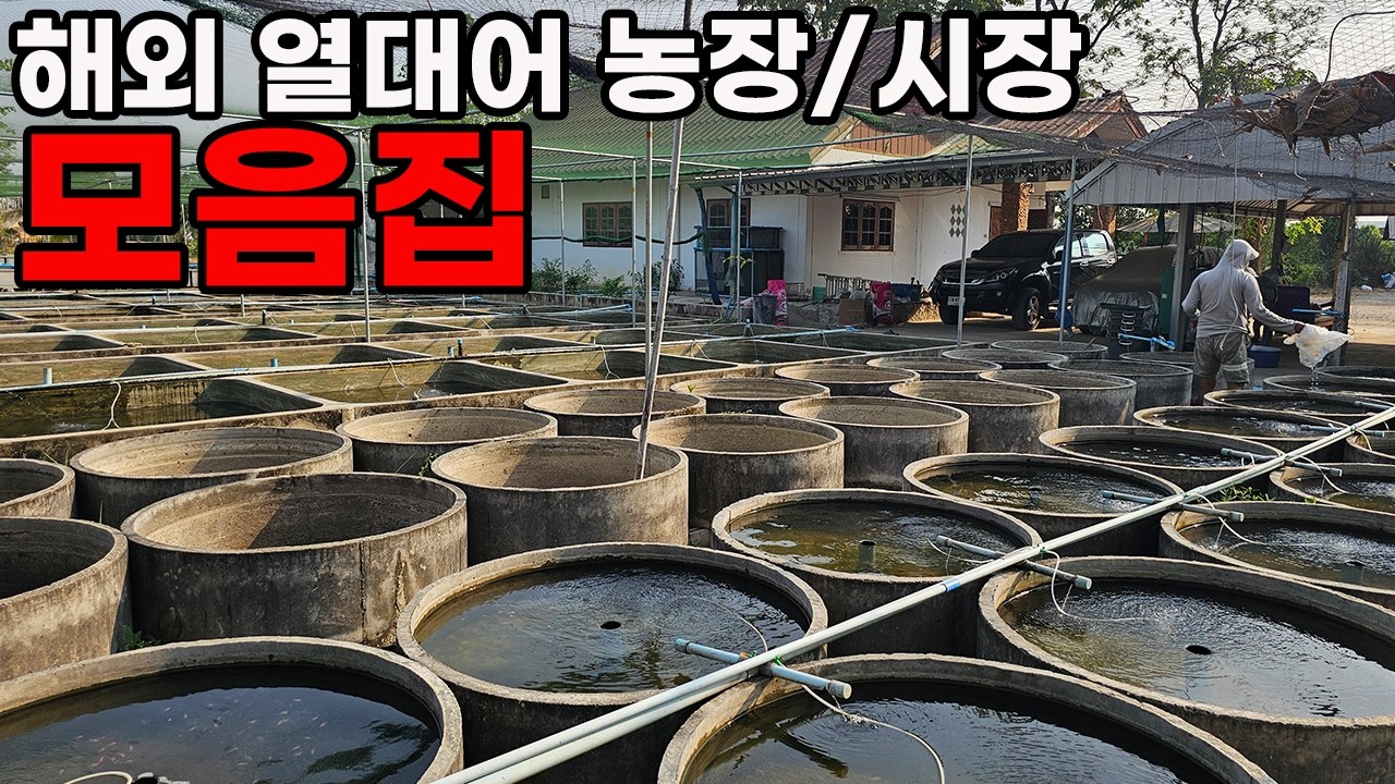 한국에서 절대 못보는 해외 열대어 농장의 충격적인 영상 모음(추석 특집 몰아보기)