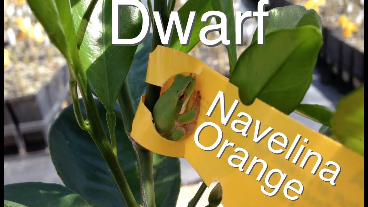 Dwarf Citrus Tree Bud Grafted onto Flying Dragon Rootstock ( Orange Naveilina)