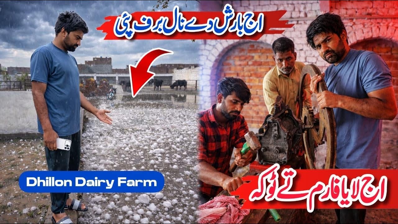 Barsh de Nal Garrehy Pey Gye | Faslan da Nisan | Dhillon Dairy Farm 
