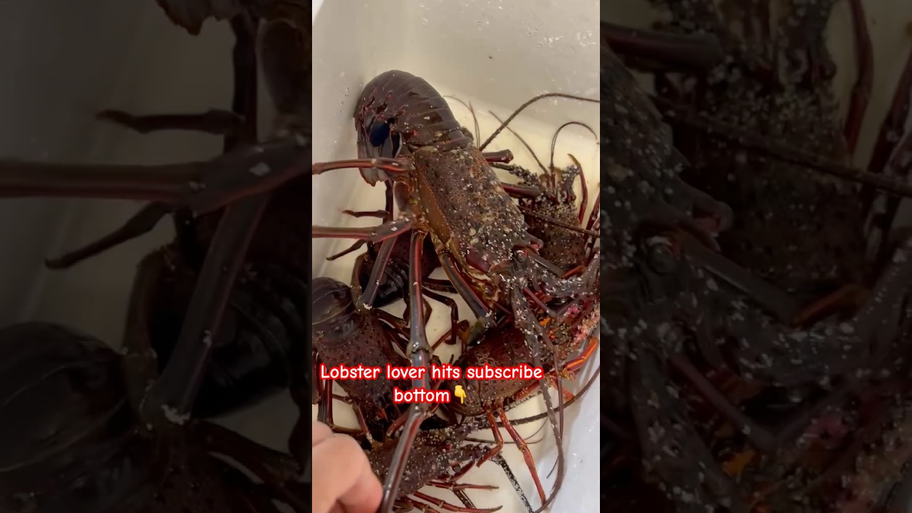 Lobster