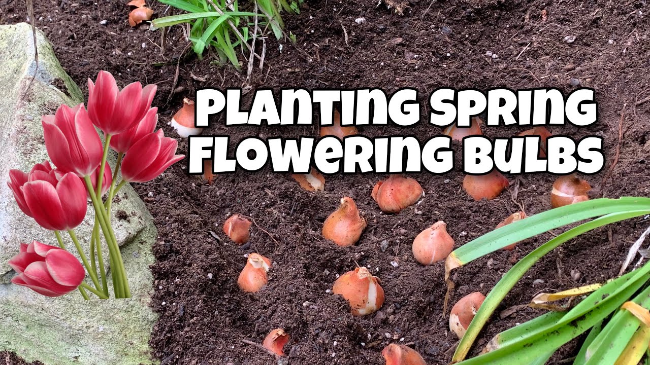 Planting Flower Bulbs - Fall Gardening 🌷🌷🌷