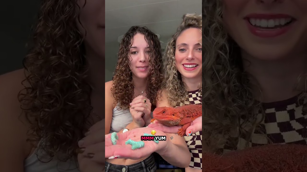 Мы уже скучаем по нашей лучшей подруге 🥹🫶🏻 #бородатыйдракон #бородатыйдраконвтикток #бородатыедра...