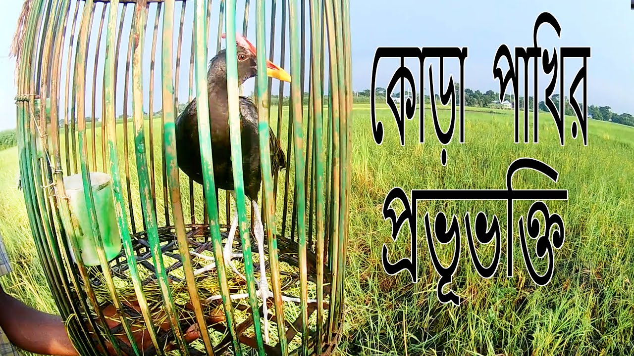 মানুষের পরম বন্ধু কোড়া পাখি,অবাক হবেন এর ভালোবাসায়/Devotee Watercock Bird/Hunting Bird/কুড়া পাখি