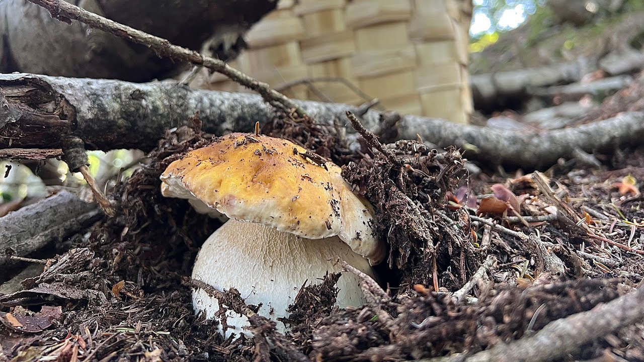TEMPESTA DI FUNGHI !!! ➖ PORCINI 2023.