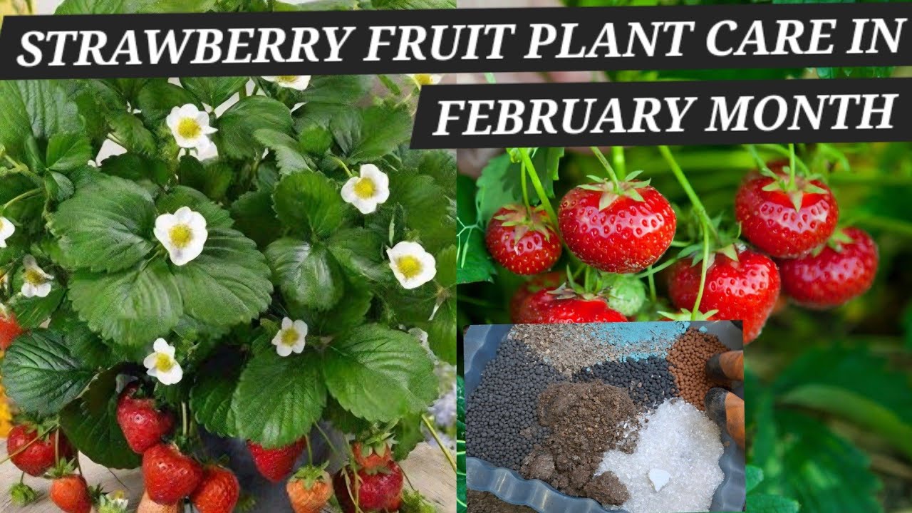 फरवरी महीने में स्ट्रॉबेरी के पौधों की देखभाल | HOW TO CARE STRAWBERRY FRUIT PLANT | FERTILIZER | 🍓