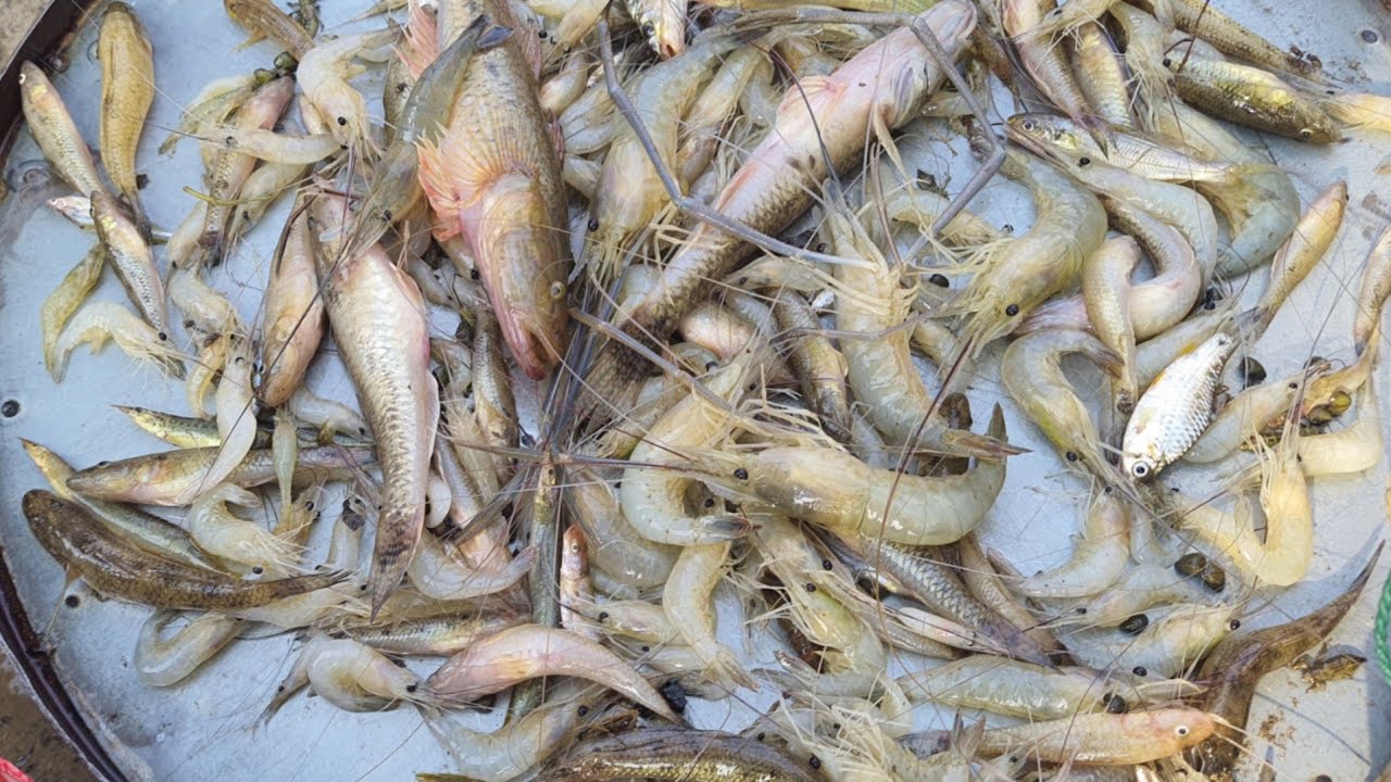 যমুনা নদীর তাজা ফ্রেশ মাছের নিলাম।amazing Jamuna river fish market in Bangladesh#river_fresh_fish_