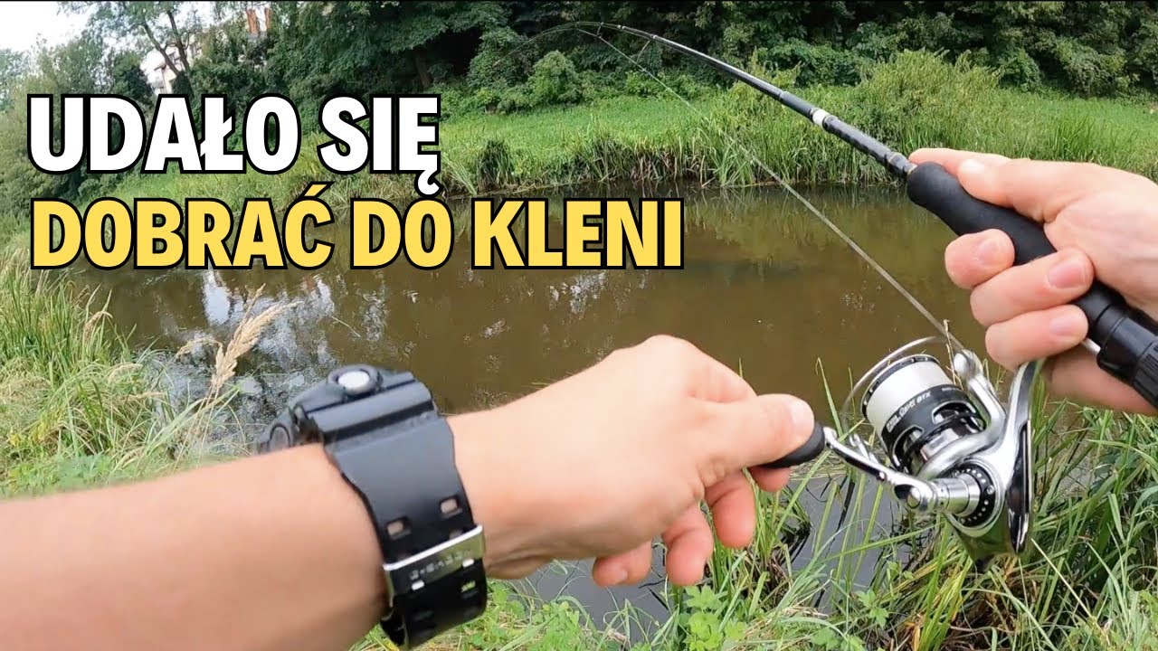 KLENIE na WOBLERKI | RZECZNY SPINNING