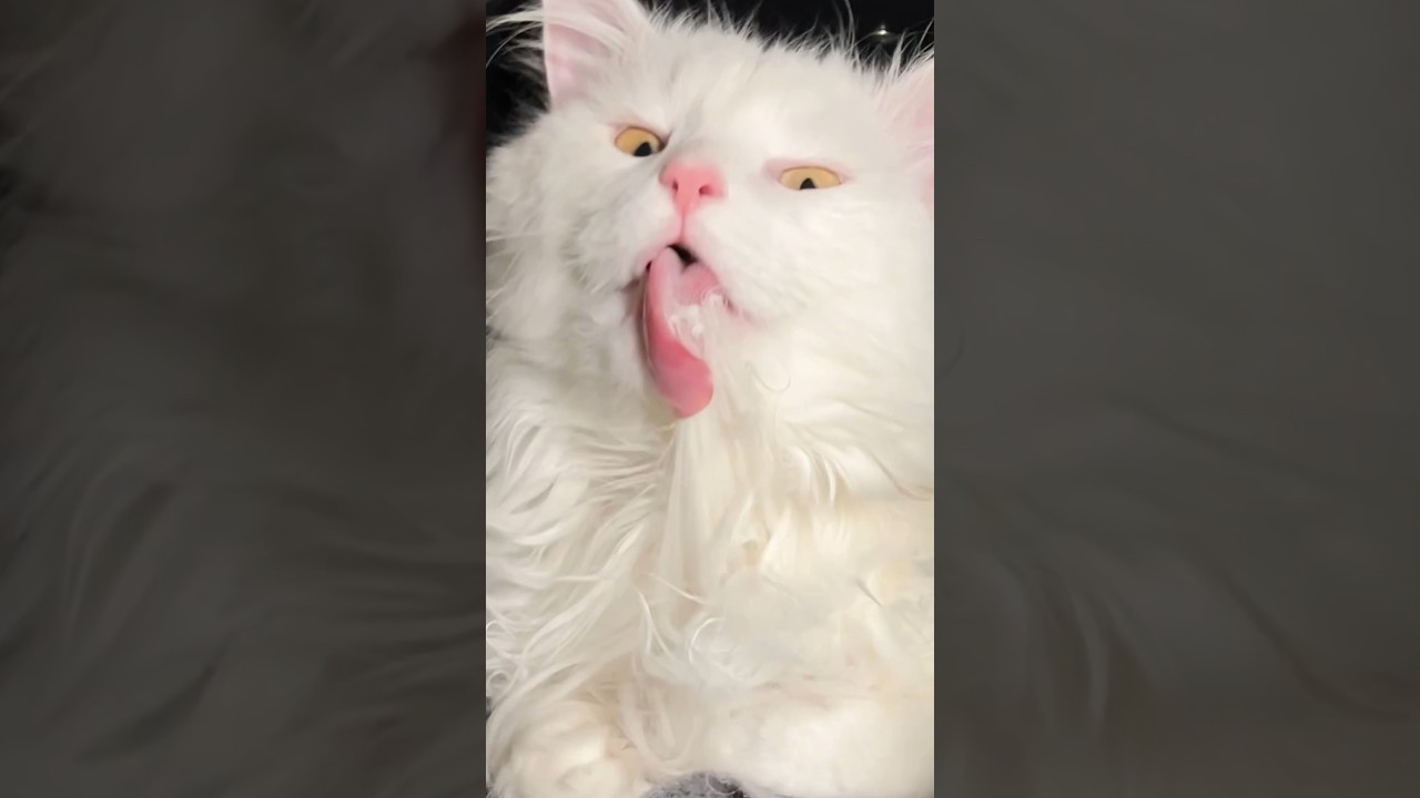 ONLY long haired cat problem #cat #crazycat #cutecat #funnyvideo #catvideos #funnyshorts #catshorts