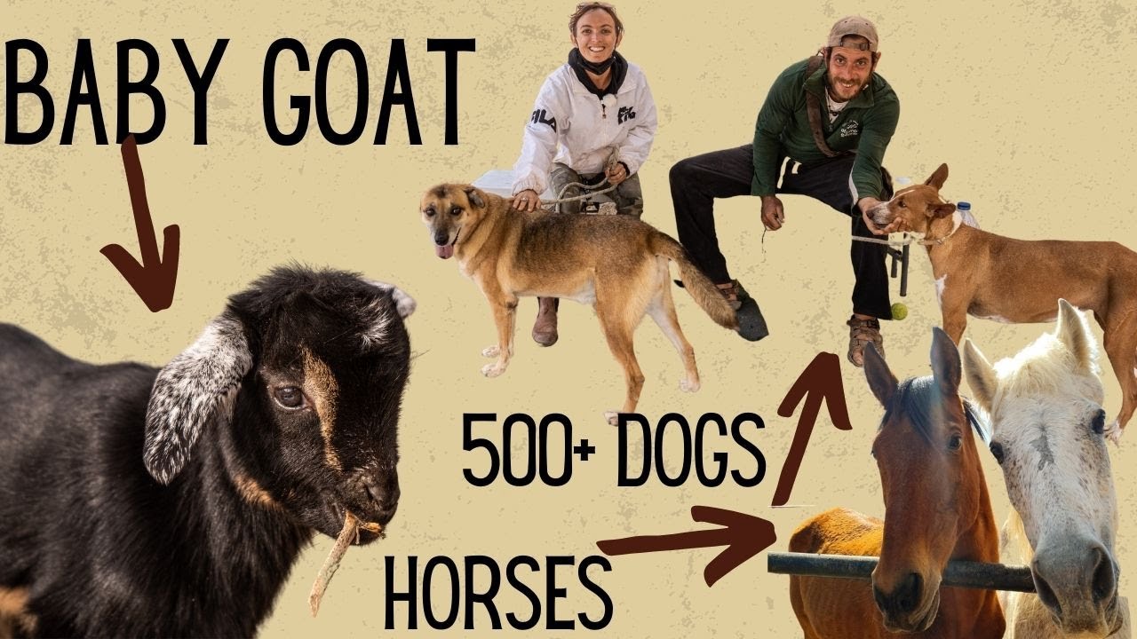 Dog, Horse and baby goat rescue. ALL IN ONE WEEK? | Tenerife Horse Rescue Finca Life Ep 54