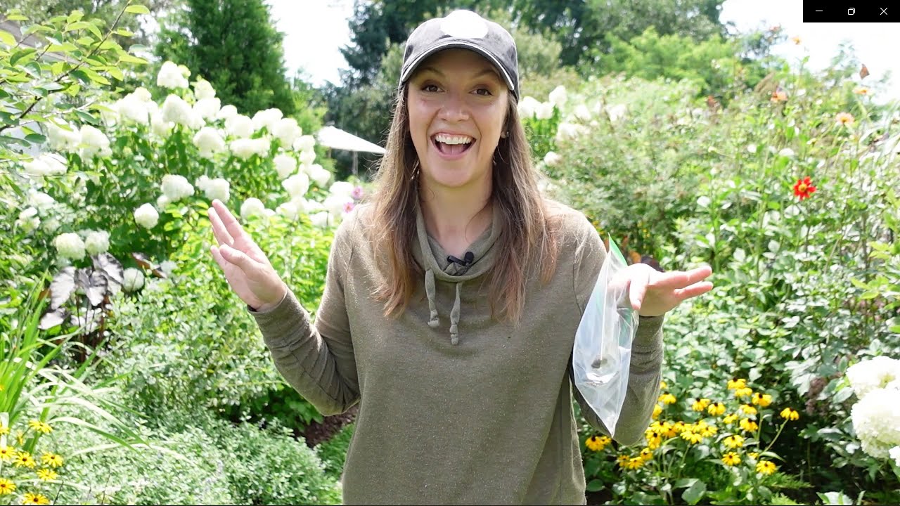 Saving Flower Seeds, Harvesting Strawflowers, Raised Bed Garden Inspiration from Longwood Gardens!!!