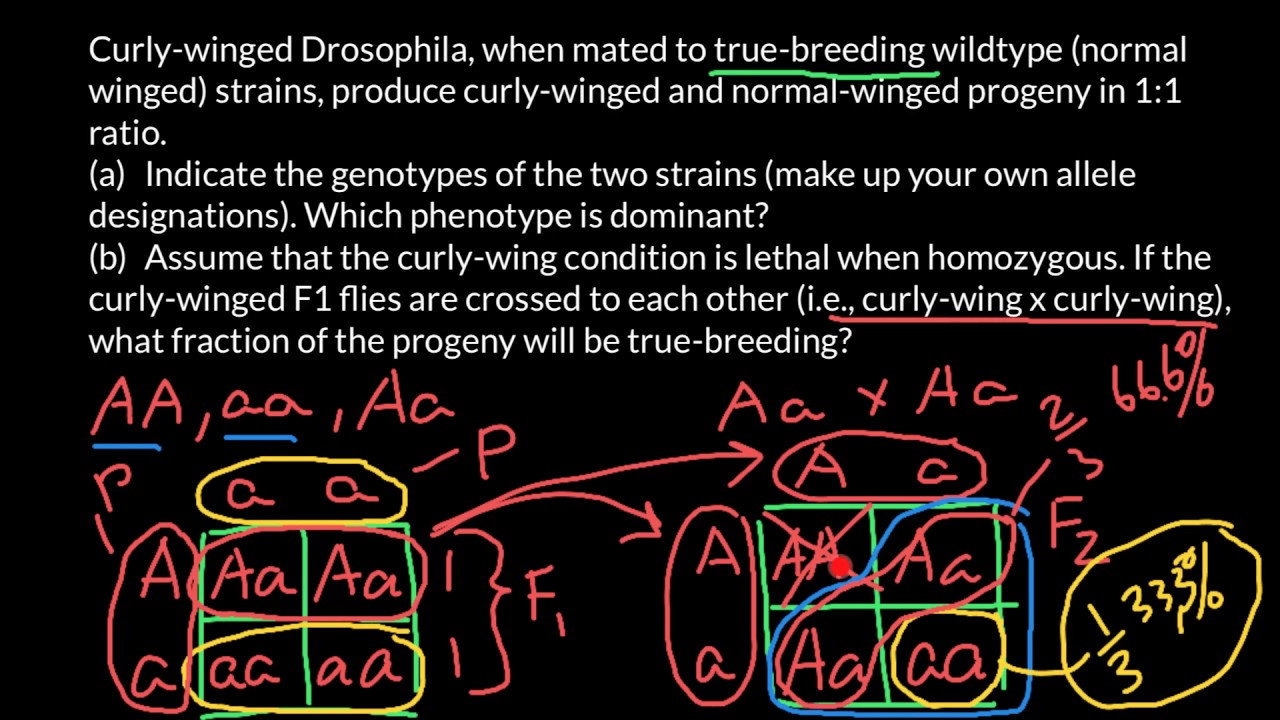 How to solve problems with Drosophila crossings