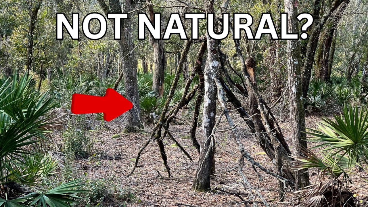 Strange Structures In The Woods (Knocks Stick Formations & Something Watching Me)