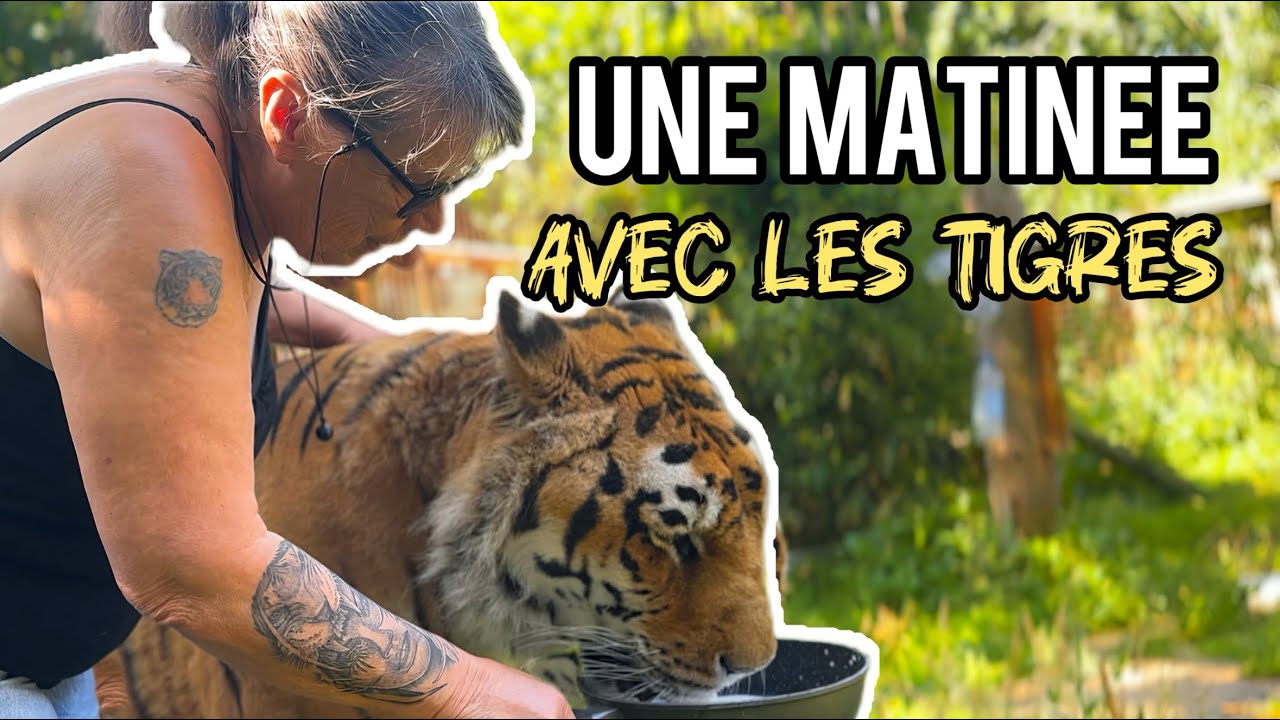 Un matin avec les TIGRES et les LIONS !