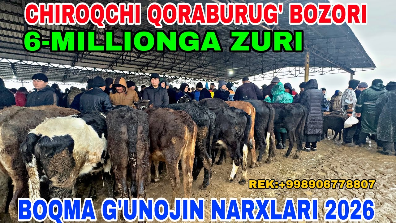 7-MART CHIROQCHI QORABURUG’ BOZORIDAN BOQMA G’UNOJIN, SOG’IN SIGIR NARXLARI 2926
