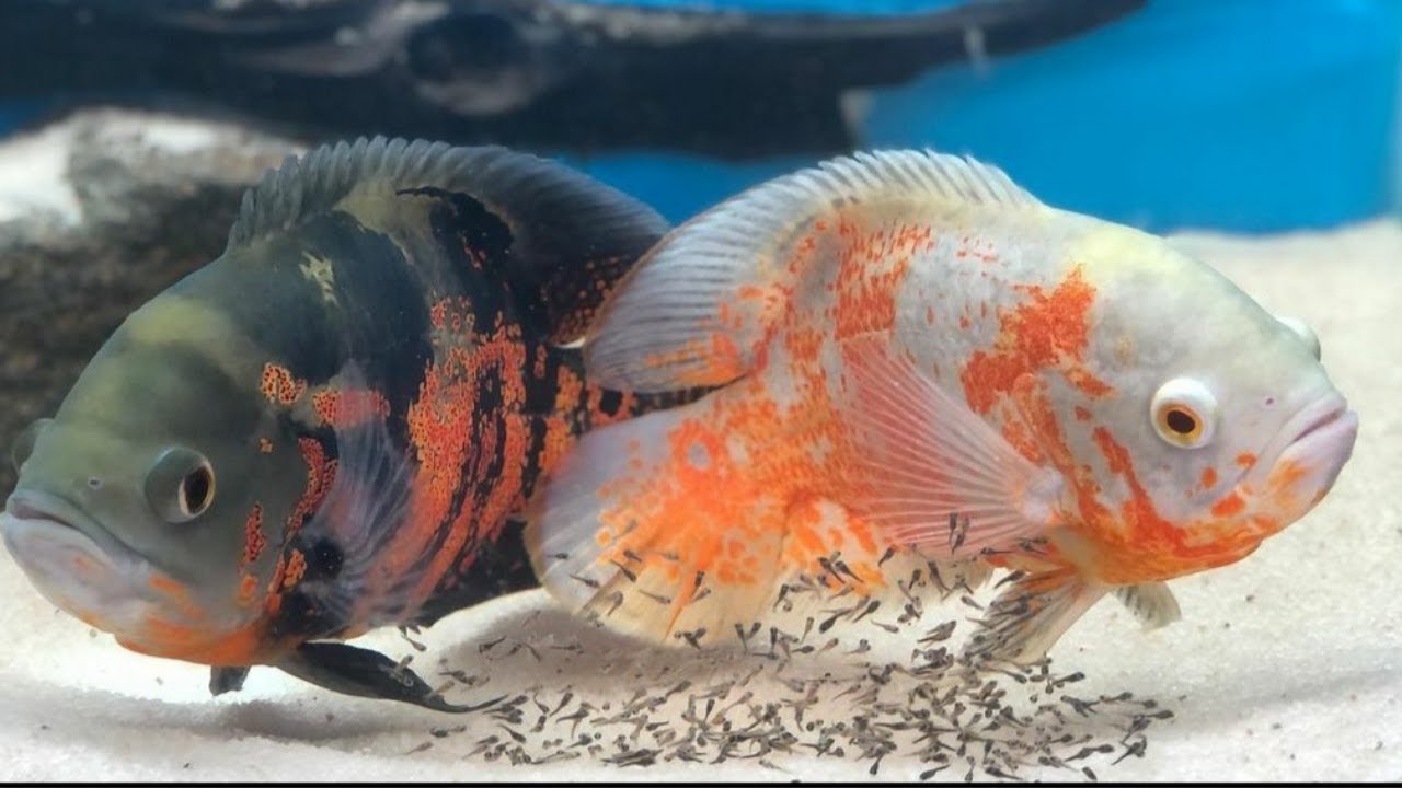 OSCAR FISH | OSCAR BREEDING | OSCAR FISH BREEDING | ALBINO TIGER OSCAR X TIGER OSCAR - PART 2