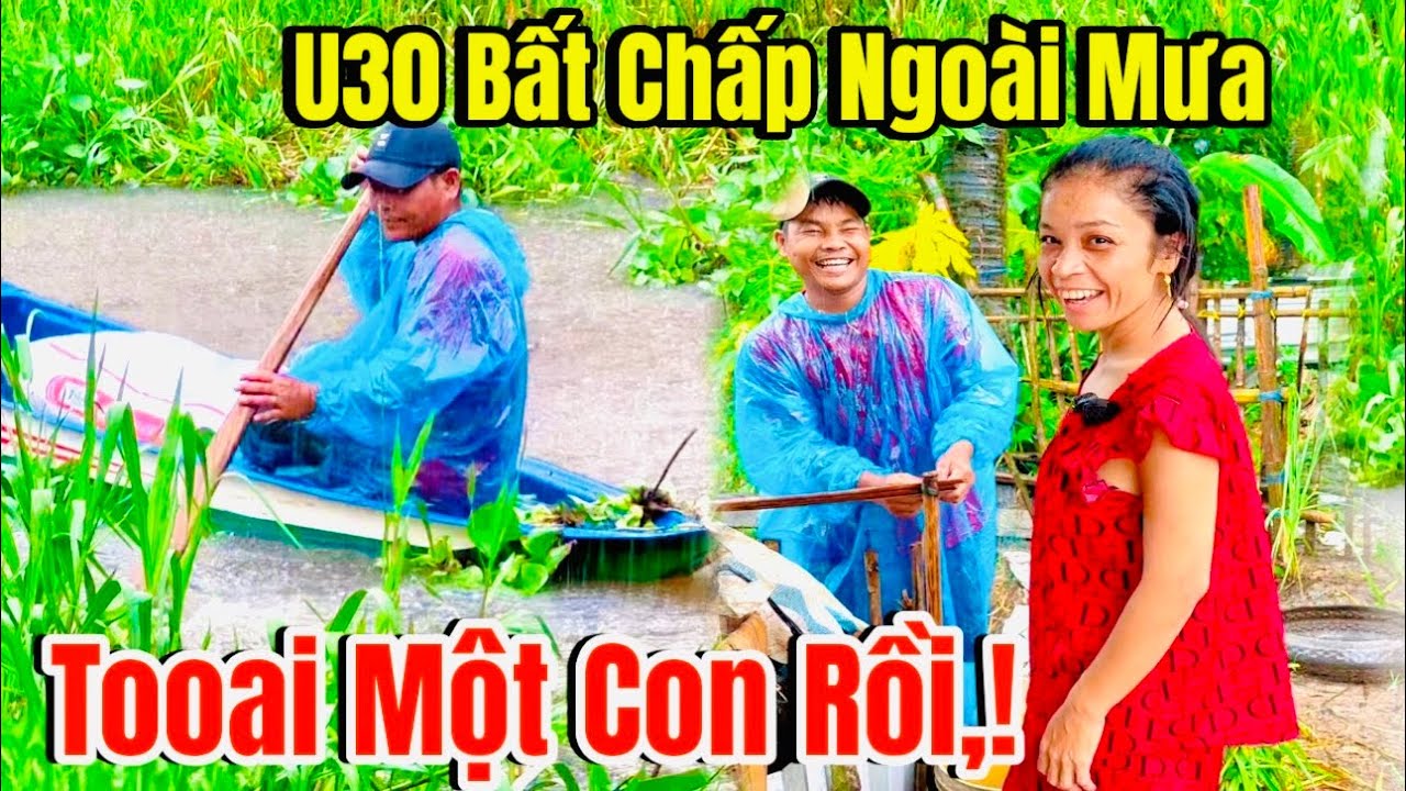 Tới Công Chuyện U30 Bất Chấp Trời Mưa Vẫn Miệt Mài Kiếm Cỏ Lo Các Đàn Vật Nuôi Như Thế Này,!