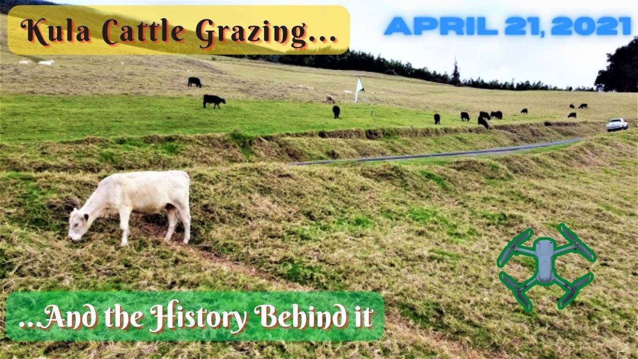 Hawaii Travel Video:  Kula Cattle Grazing
