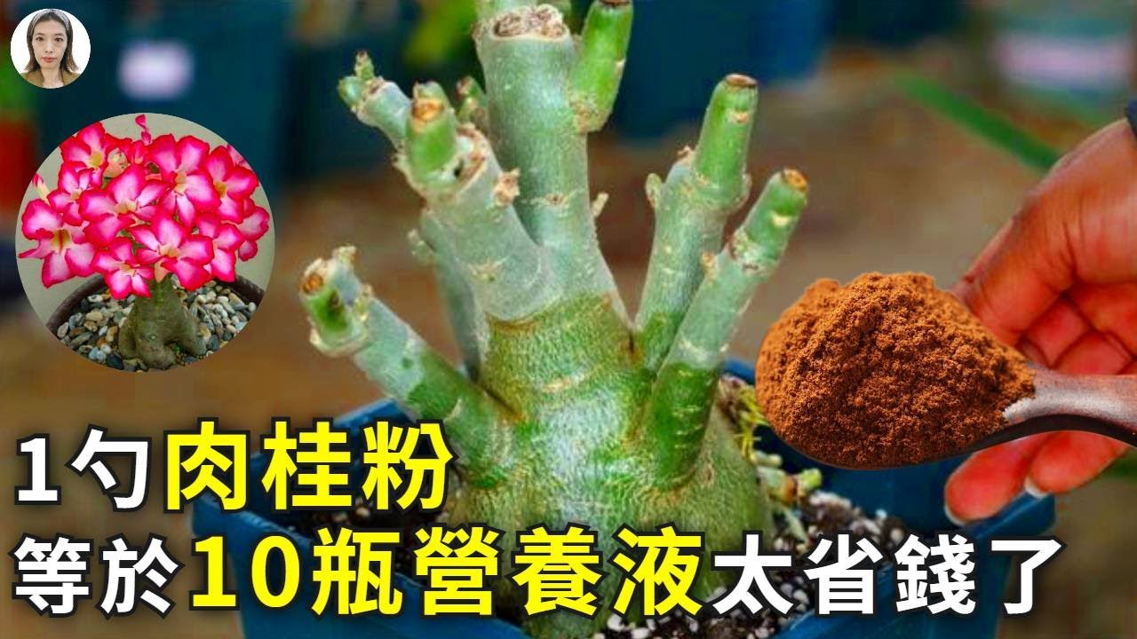 99%的人都不知道！1勺肉桂粉=10瓶營養液，揭秘肉桂粉養花的秘密，從此养花省了很多钱|花花世界