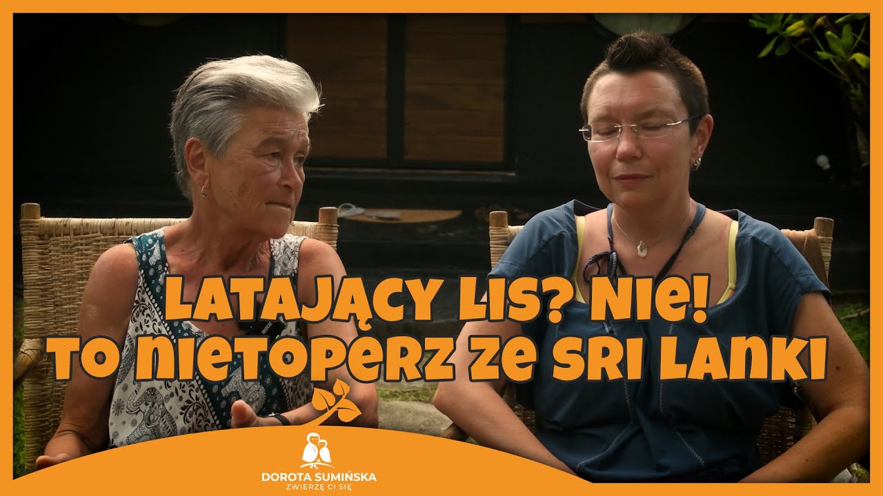 Latający lis? Nie! To nietoperz ze Sri Lanki