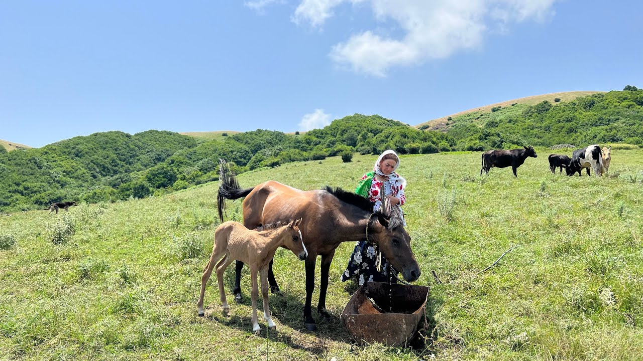 Nomadic Life: Take Care of Animals During in Hard Rainy Day