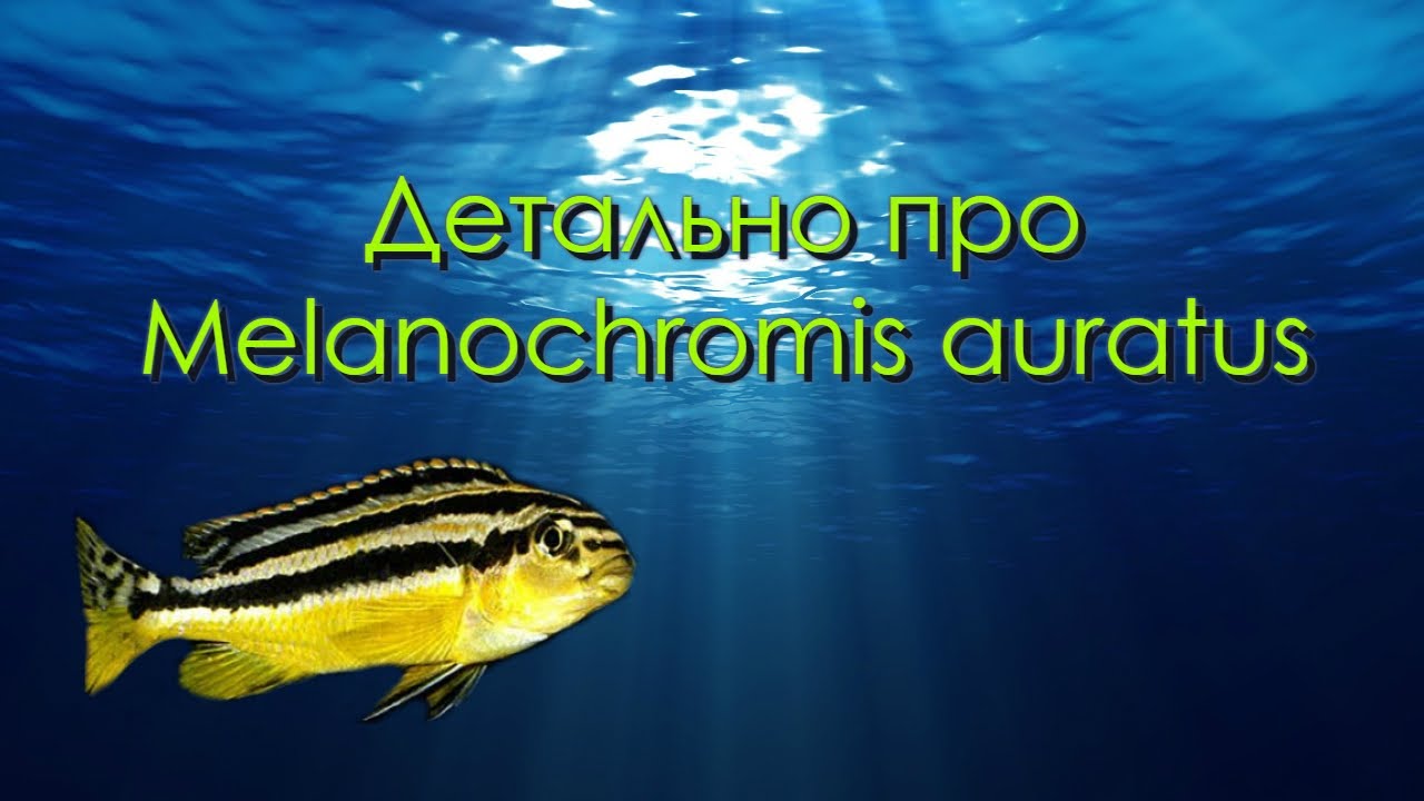 Детально про Melanochromis auratus