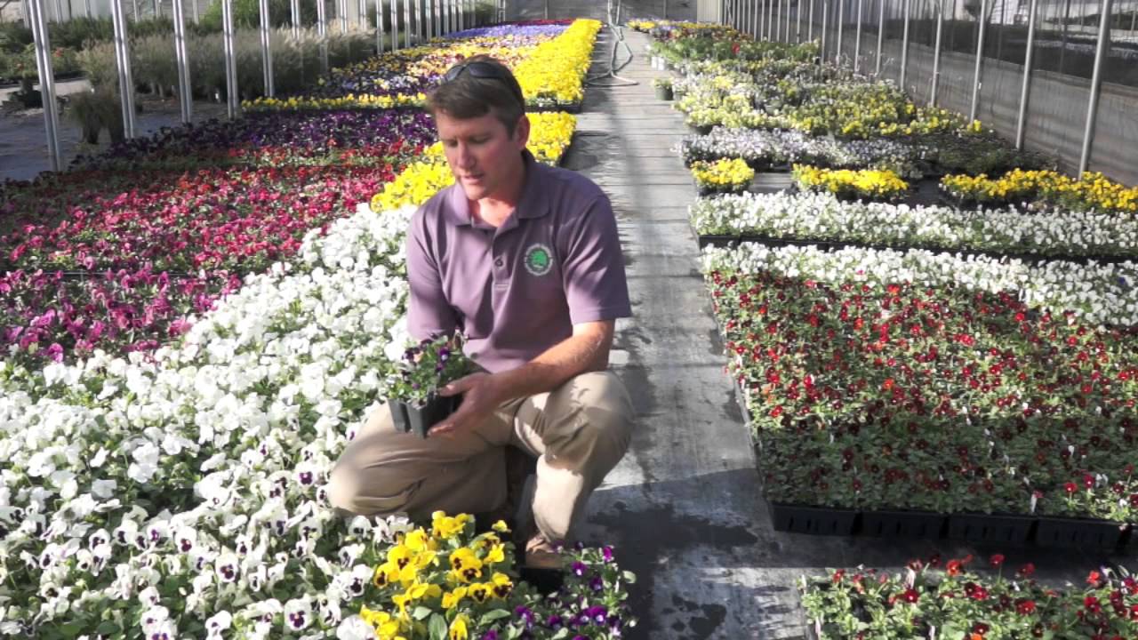 Pansies vs. Violas