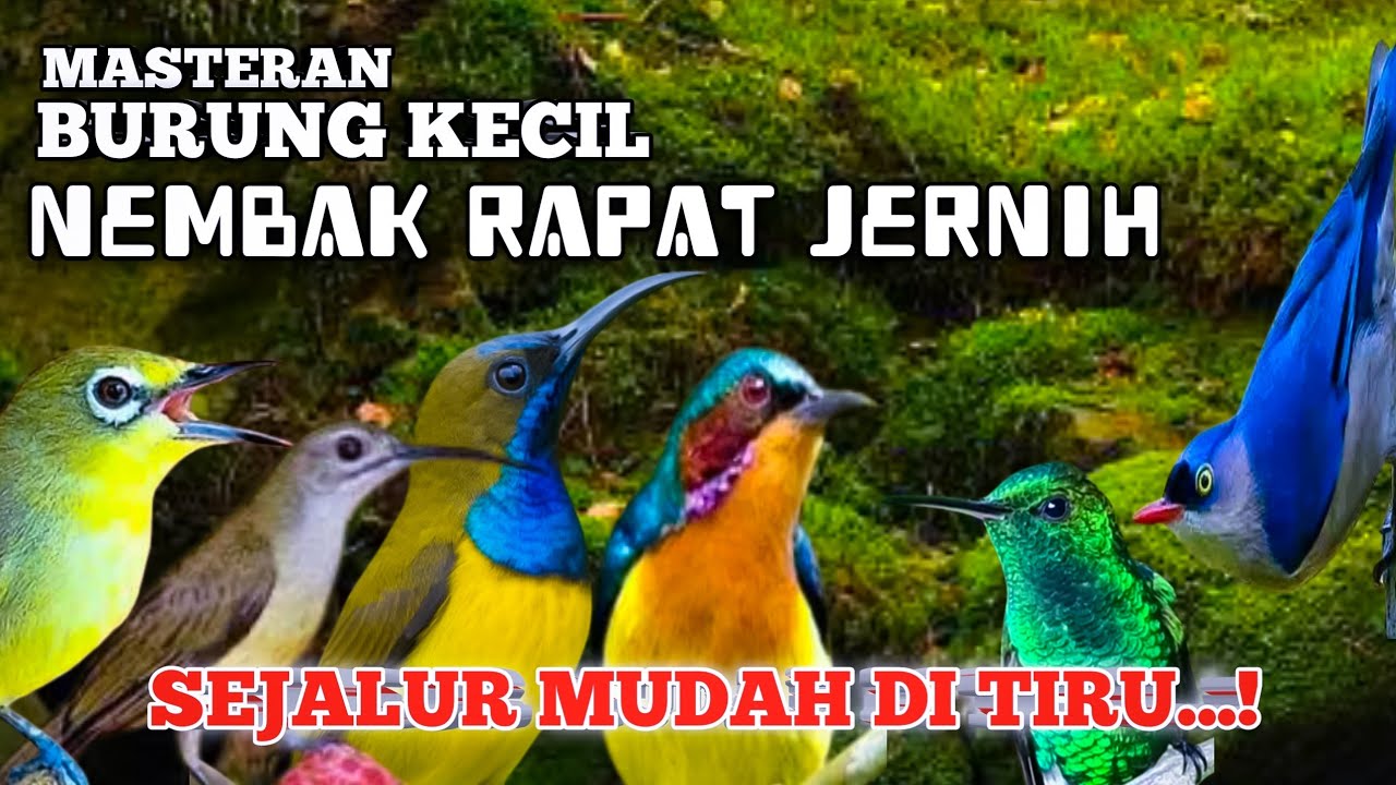 2 jam masteran BURCIL irama sejalur Full tembakan rapat suara jernih PASTI MASUK !