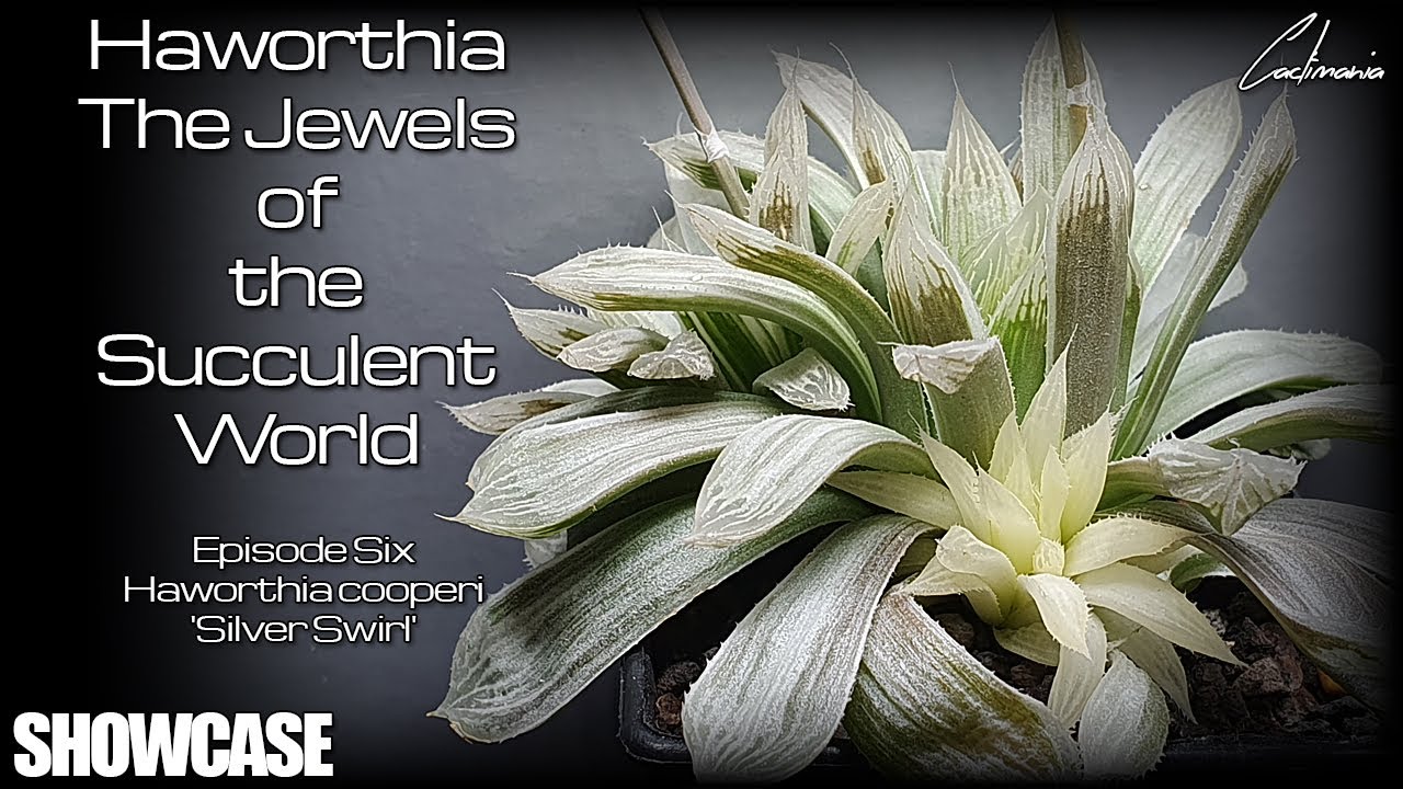 Haworthia - The Jewels of the Succulent World - Episode Six - Cooperi 'Silver Swirl'