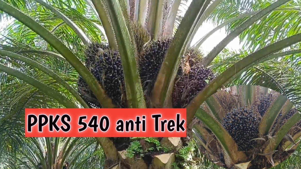 PPKS 540 dimusim trek