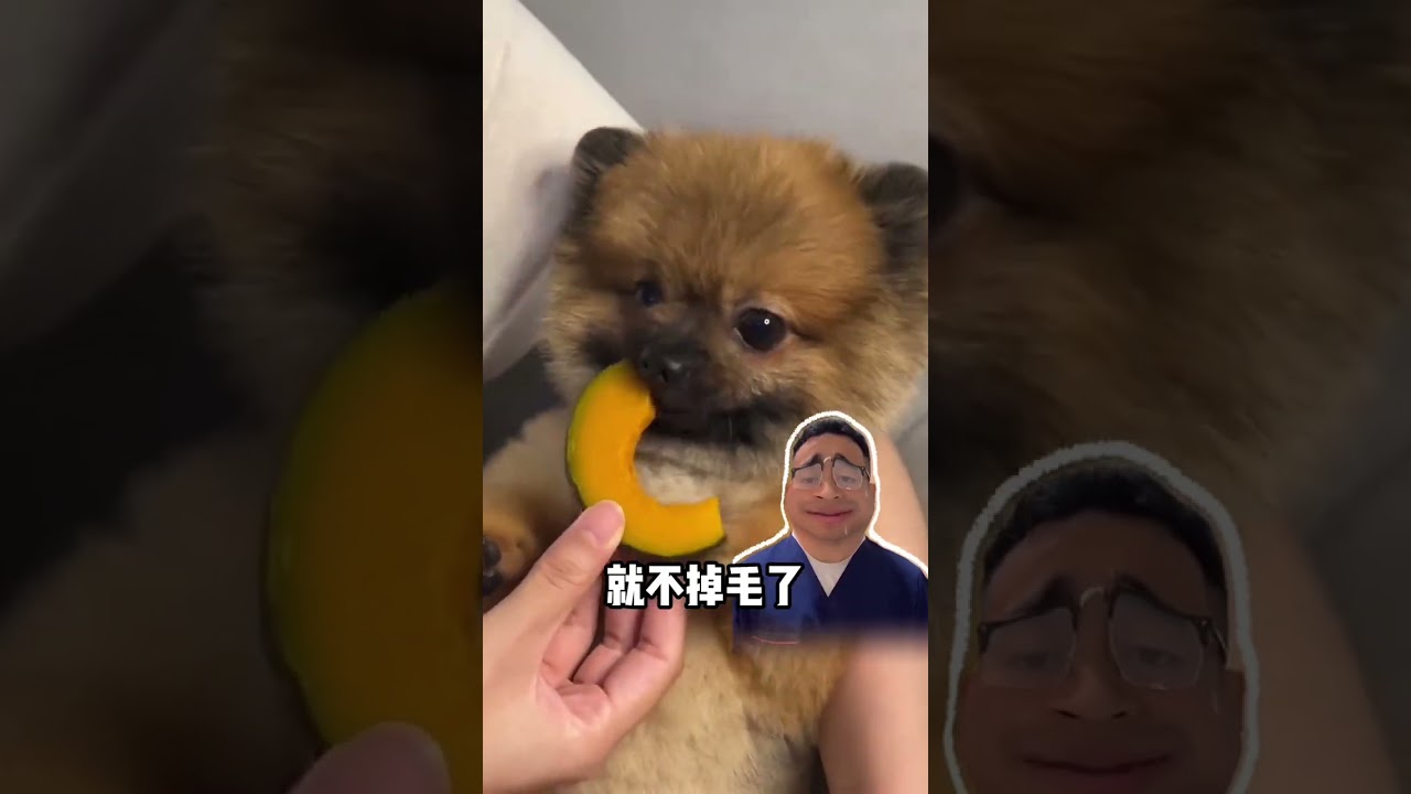 Can Dogs Eat Rice or Noodles? Essential Dog Care for Beginners