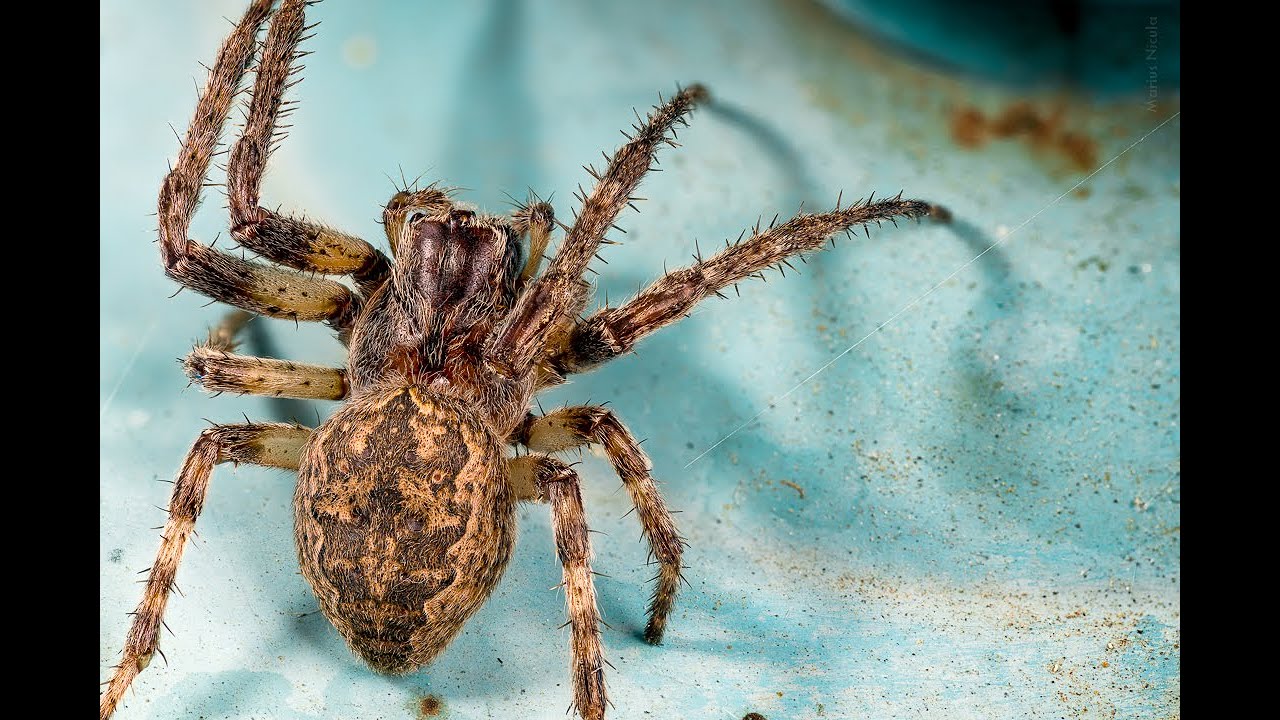 Spider (Larinioides ixobolus) grabs Asian Lady Beetle (Harmonia axyridis)