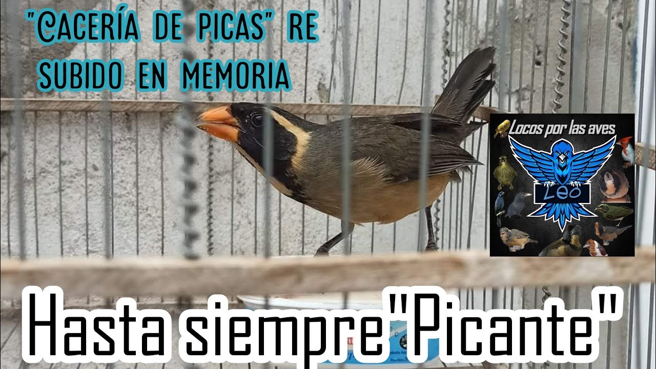 Cacería de picas con 