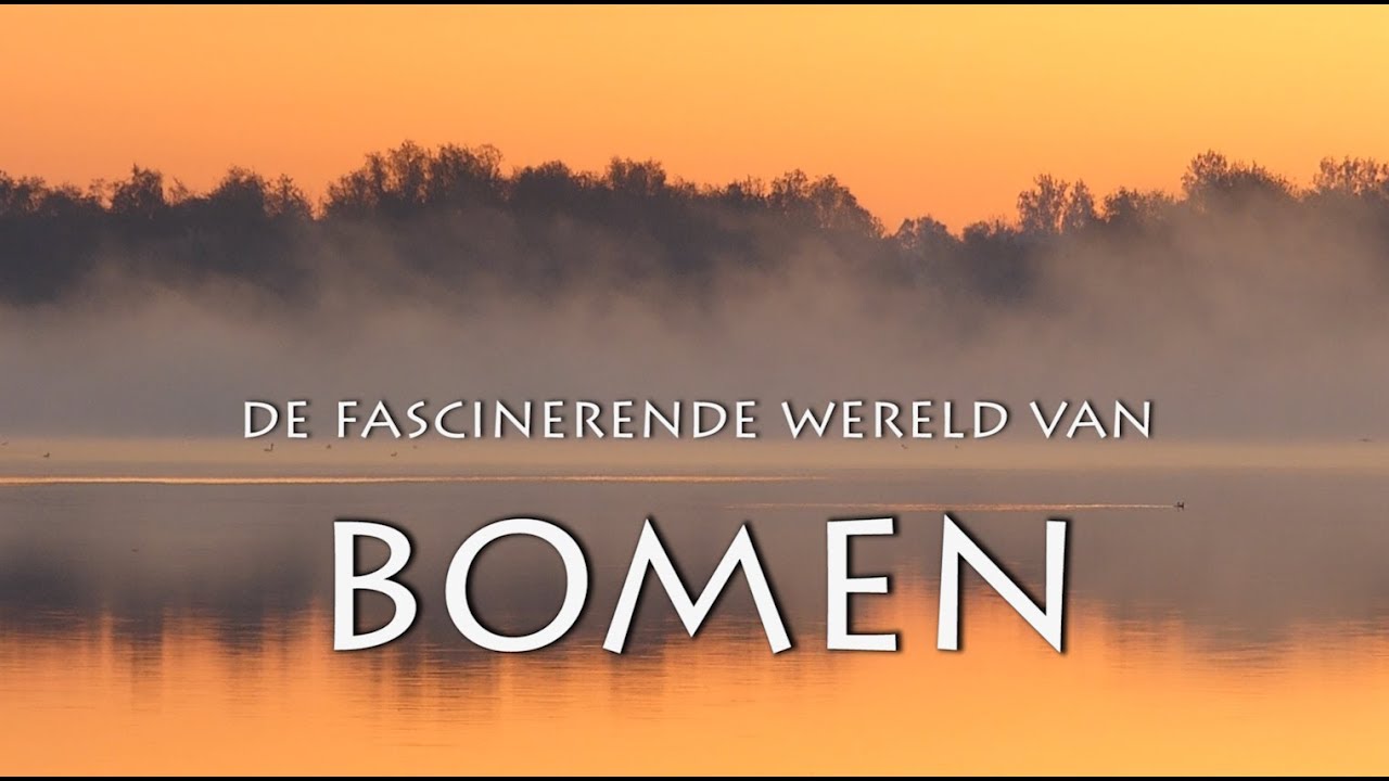 Fascinerende wereld van bomen