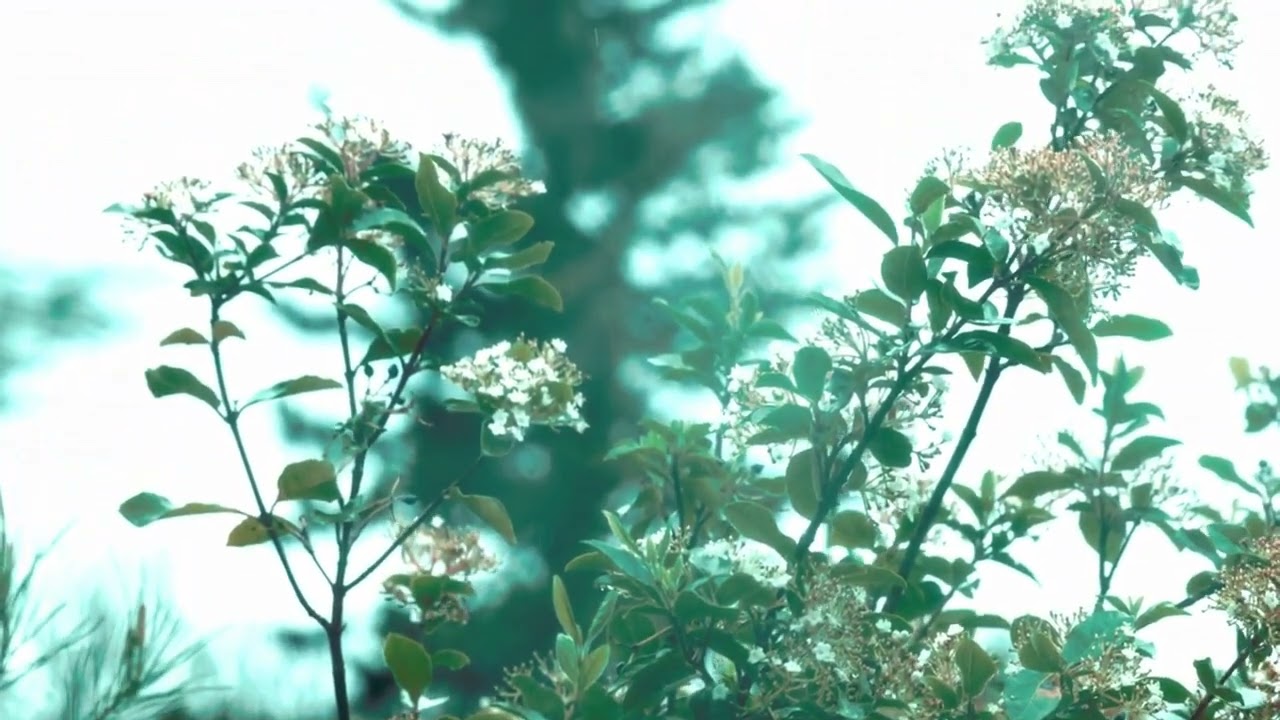 ফুলের অরণ্য (Flower Forest)