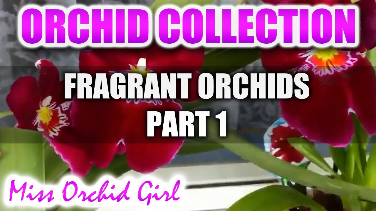 A collection of Fragrant Orchids Part 1 - Varieties, scent description and beautiful flowers!