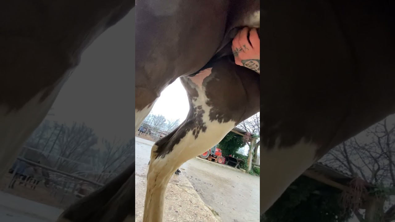 Weekly cleaning of a mare&rsquo;s teats