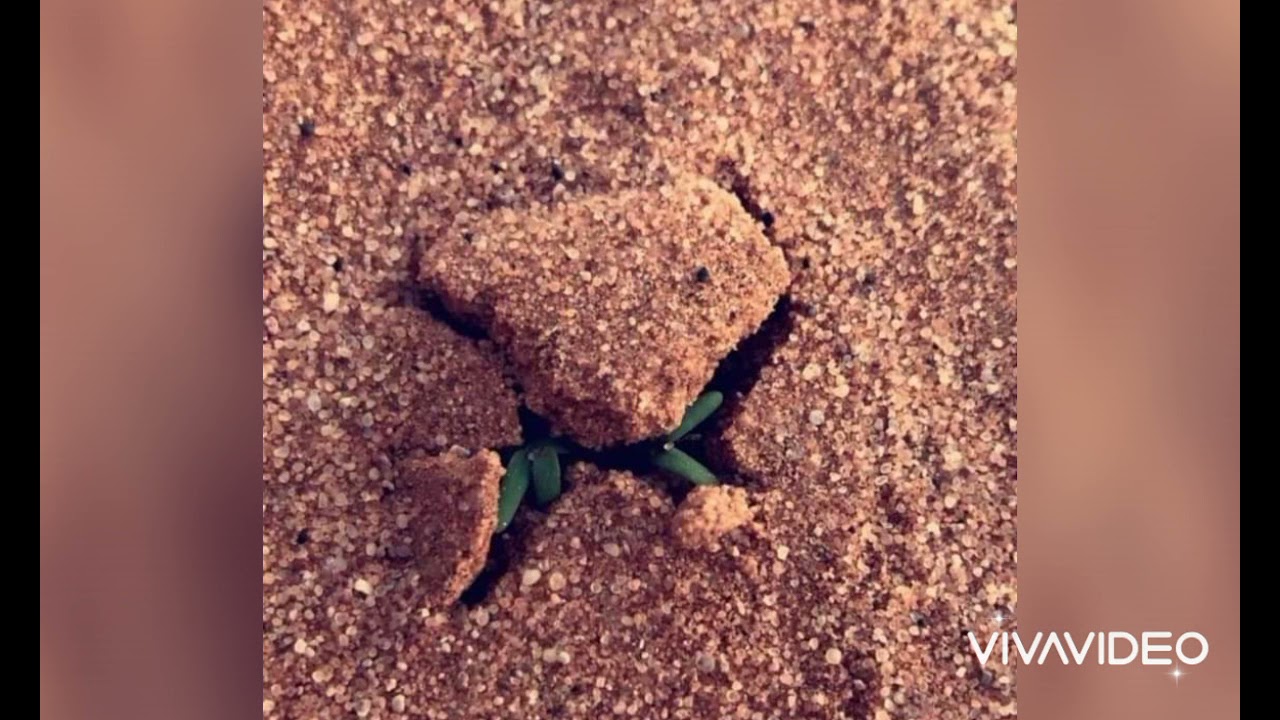 فيديو رقم 3 عن خصائص واختلاف المناطق في المنيا وايه افضل امكان الاستثمار