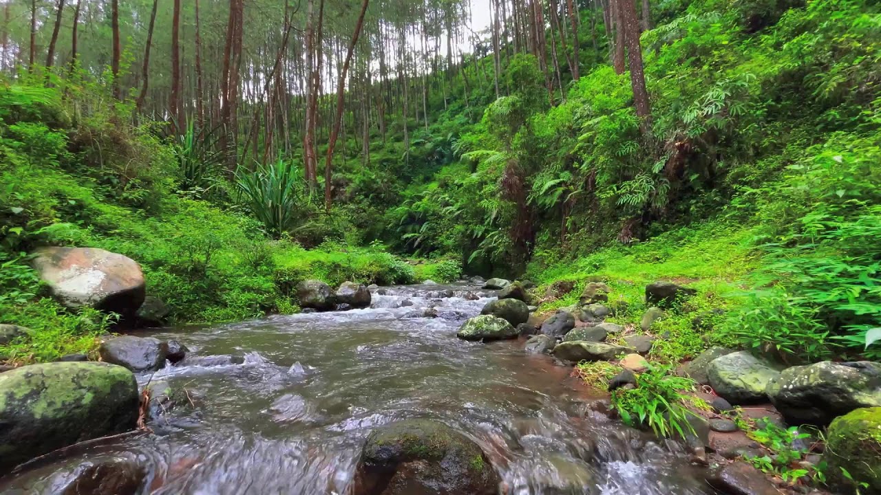 Relaxing River Sounds (3 Hours) | Peaceful Forest Stream | Calming Water Flow for Sleep & Study