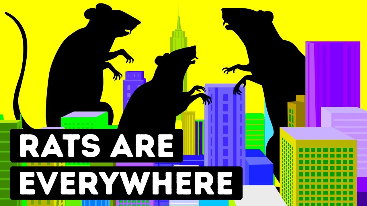 Why Big Cities Are Full of Rats