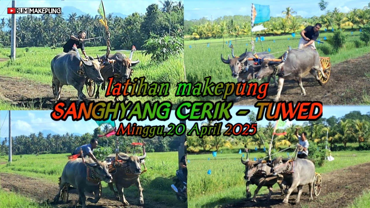 Latihan makepung TUWED // 20 April 2025 #makepung