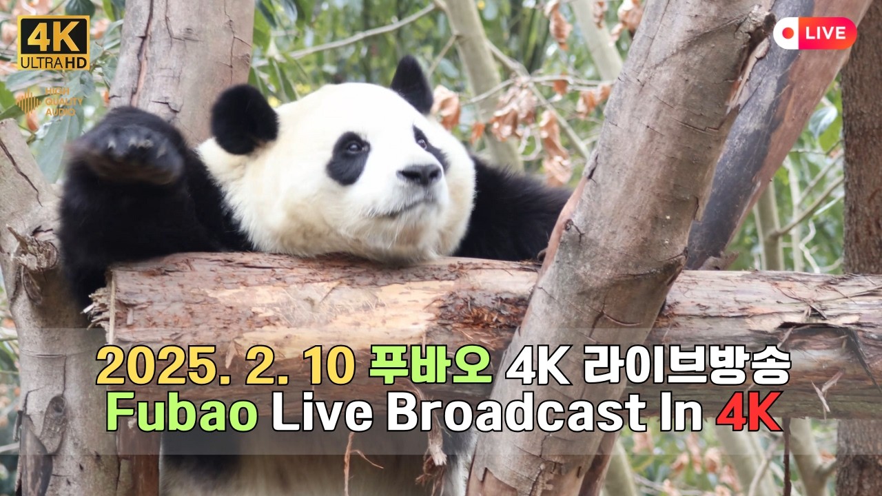 2월 10일 선수핑에서 푸바오의 하루를 4K 고화질 고음질 방송으로 만나보세요.(4K Fubao Live Broadcasting)