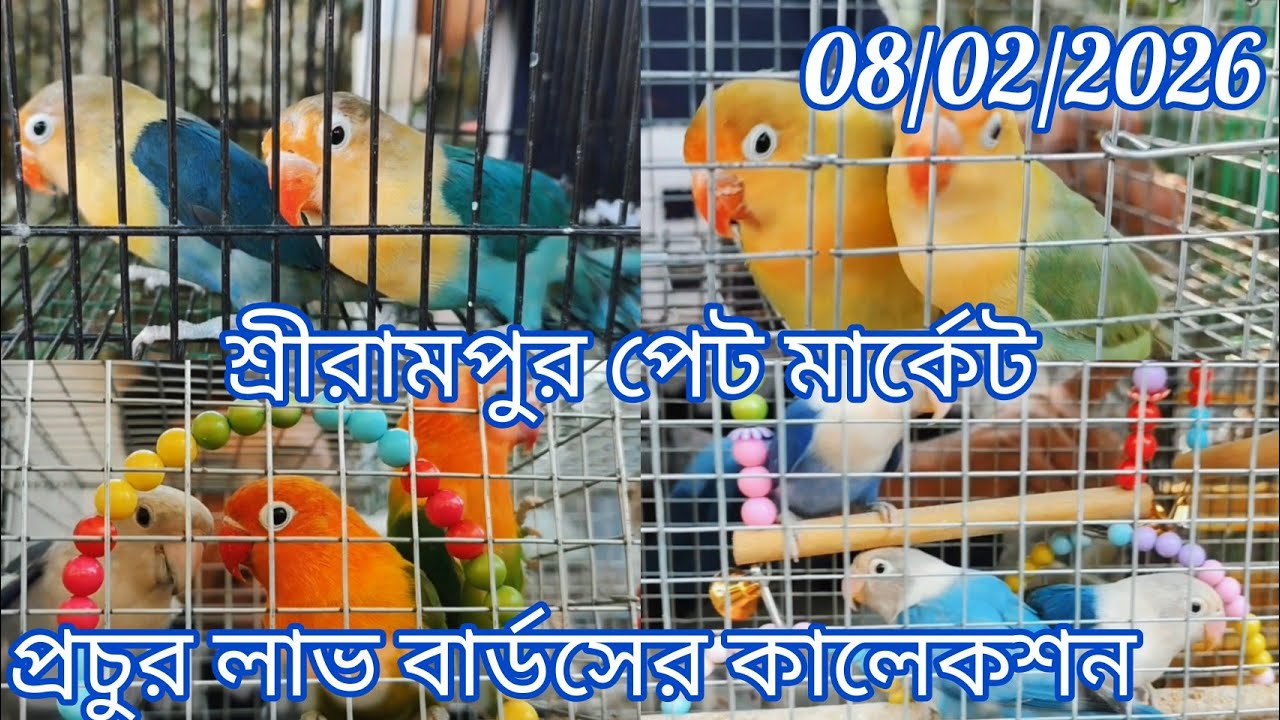 Exotic Pet Market in Shrirampur 🦜 Recent Birds Price Update 🦜08/02/2026🐦 লাভ বার্ডসের প্রচুর কালেকশন