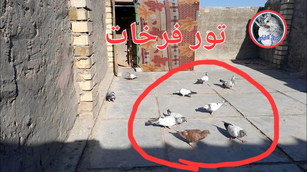 جبت تور زغار+صارت بيه دكه