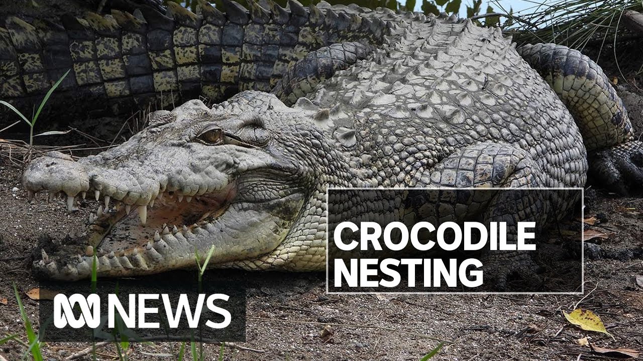 Crocodile reproduction impacted by long dry season in Northern Territory | ABC News