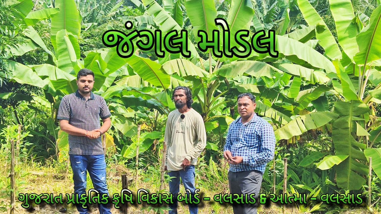 જંગલ મોડલ | પ્રાકૃતિક ખેતી | રાહુલભાઈ પટેલ | #agriculture #horticulture #natural_farming #farmer 