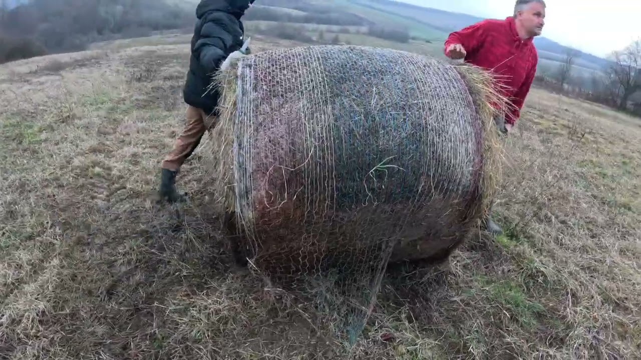 Unrolling bale - latest spring feeding on winter spot